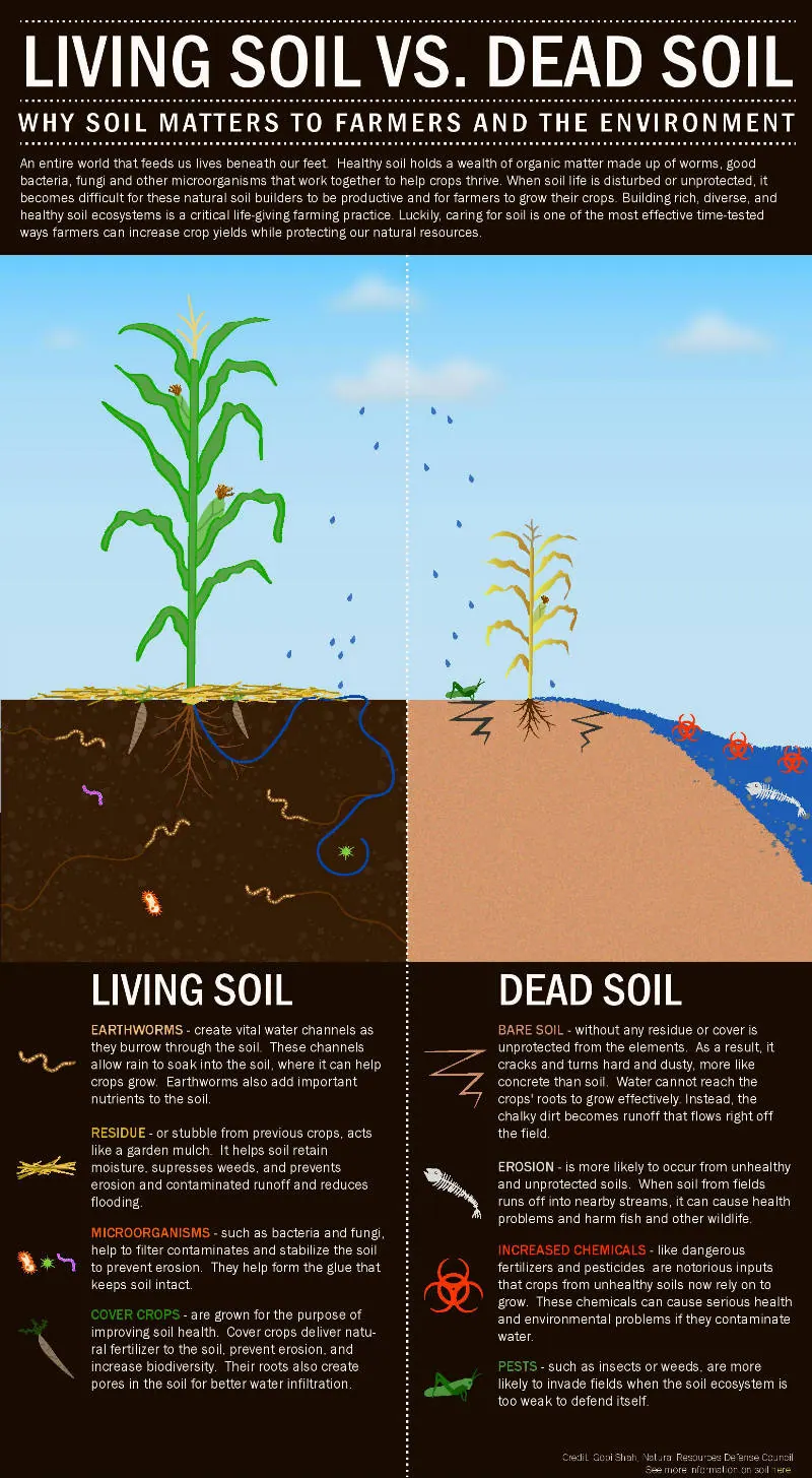 Rich living soil full of beneficial organisms for growing microgreens