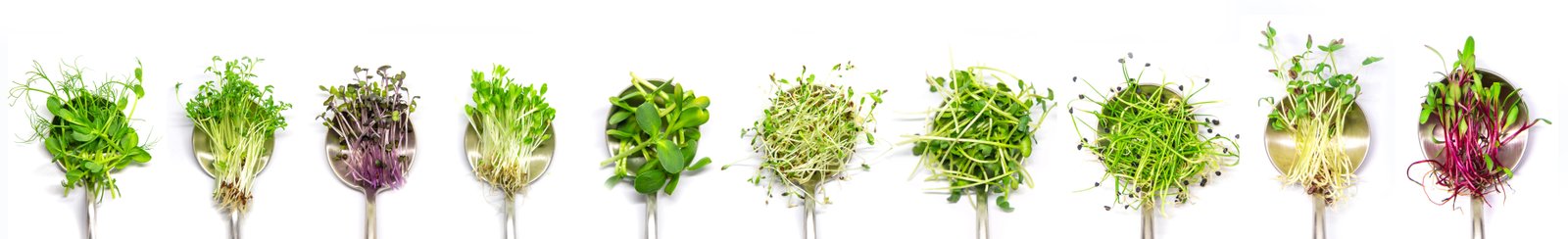 Microgreens on a spoon showing nutrient density