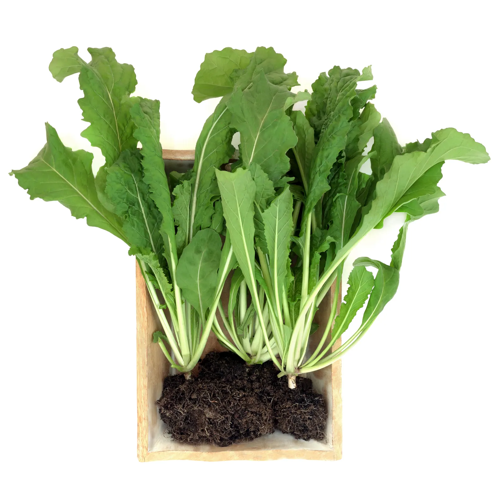 Fresh microgreens delivered to Doylestown, PA
