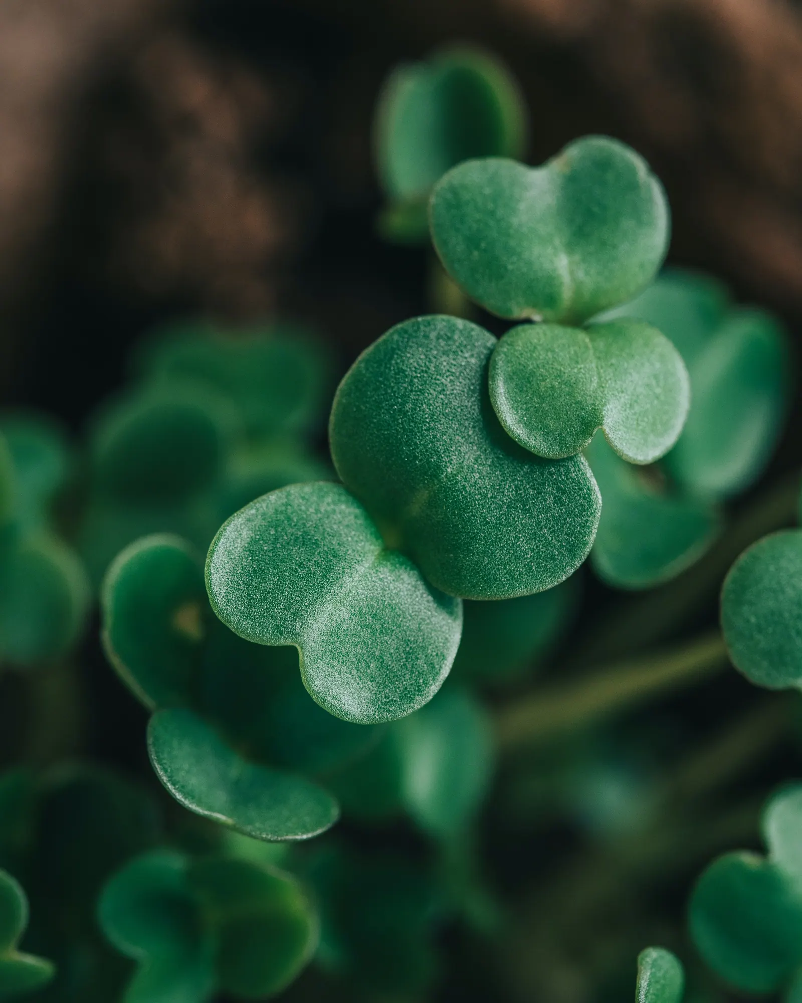 Microgreens closeup