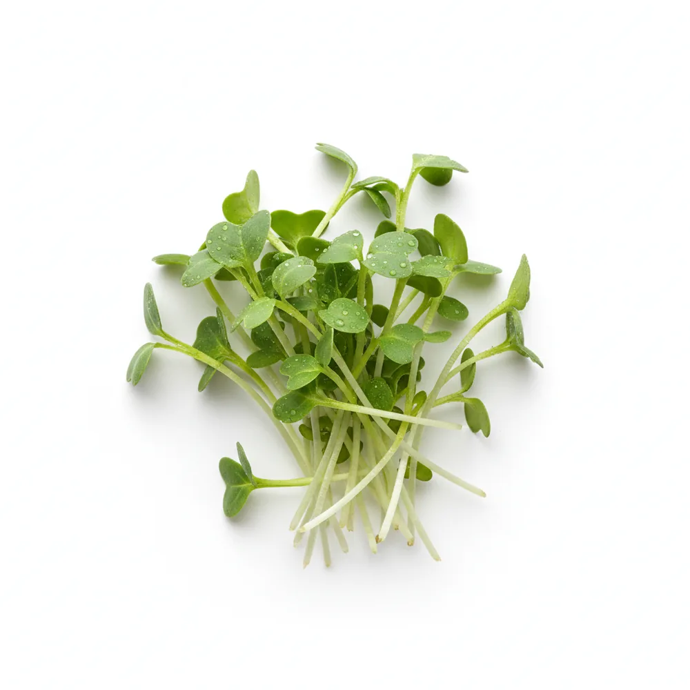 Fresh Arugula microgreens