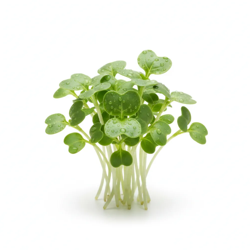 Fresh Basil microgreens