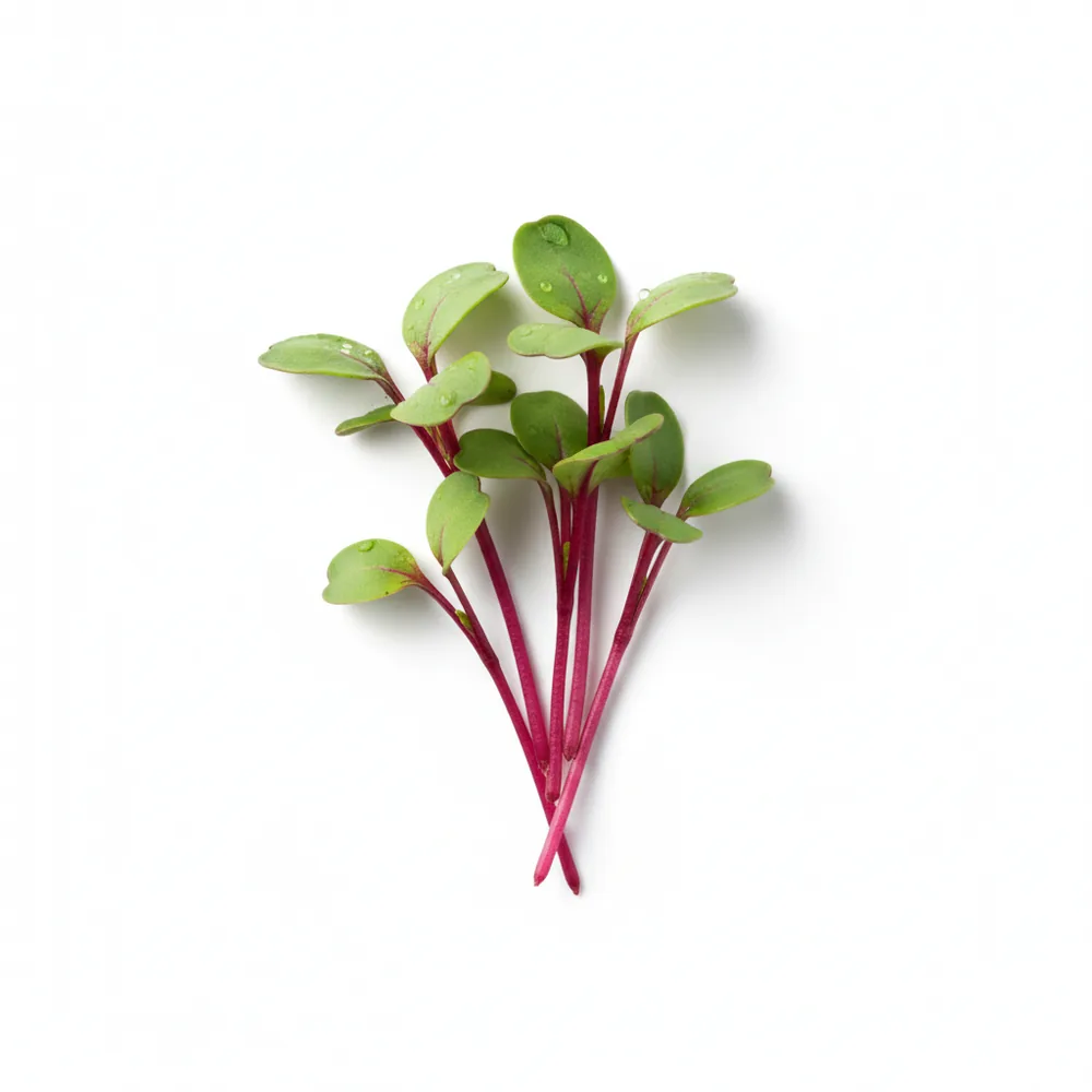 Fresh Beet microgreens