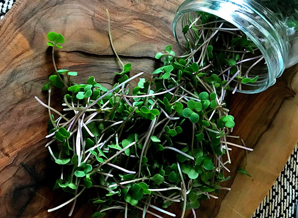 Broccoli Microgreens