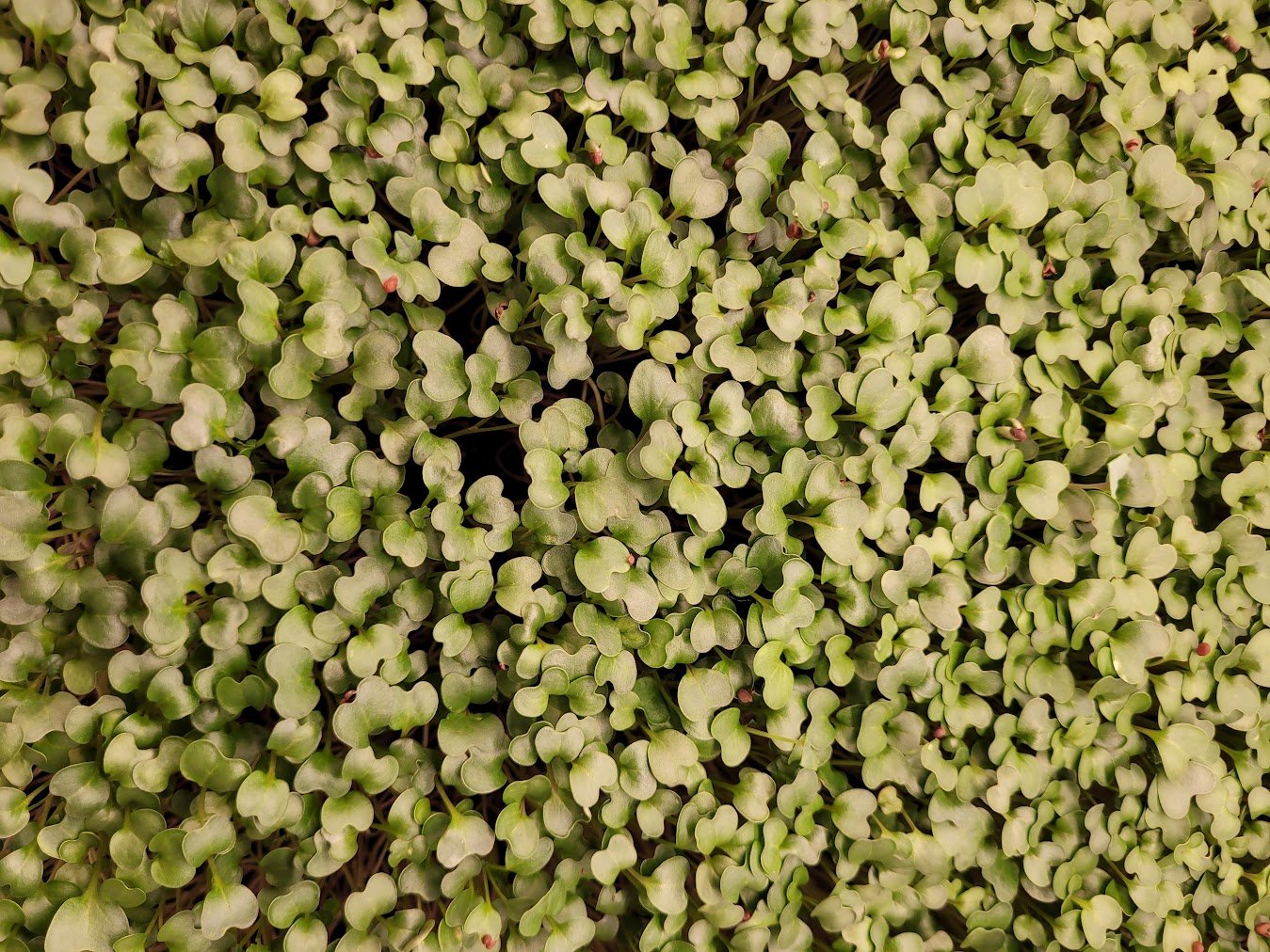 Broccoli microgreens alternate thumbnail