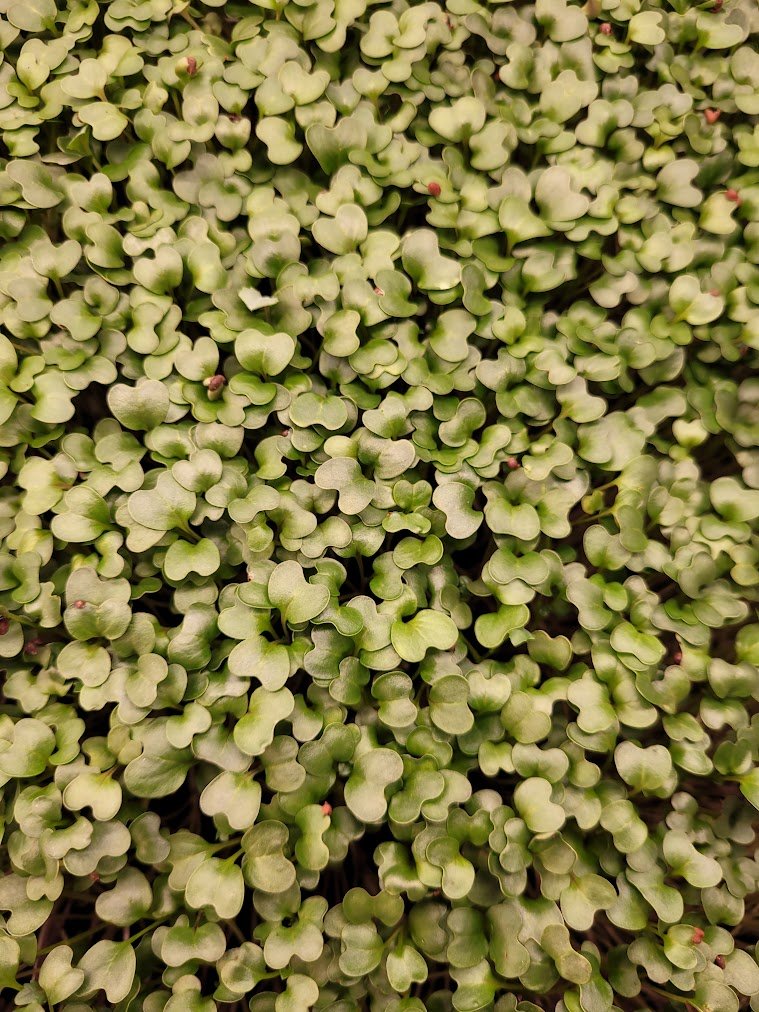 Organic Broccoli Microgreens microgreens