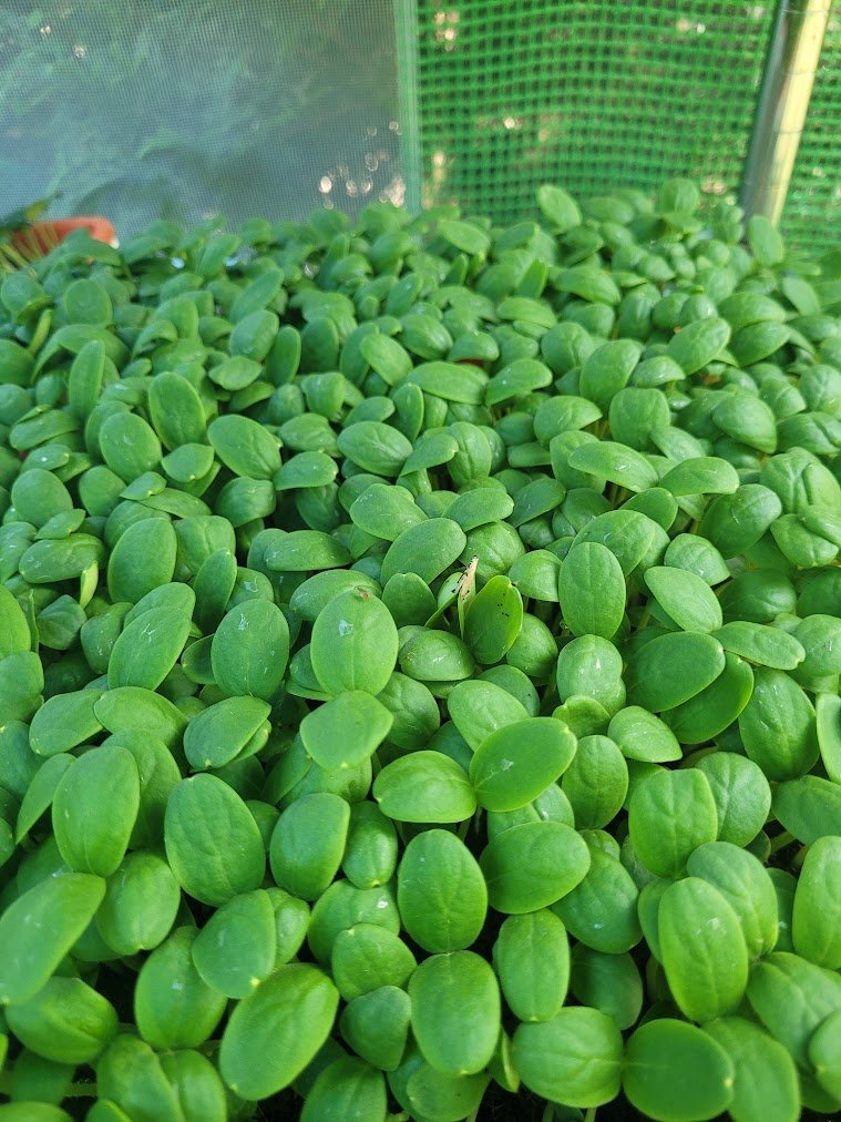 Organic Cantaloupe Microgreens microgreens