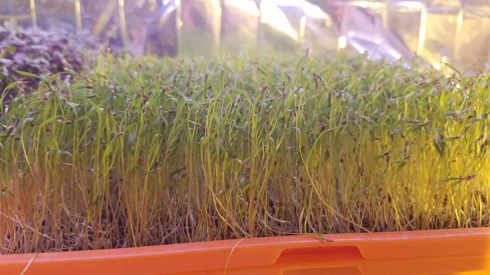 Fresh Carrot (胡萝卜) microgreens