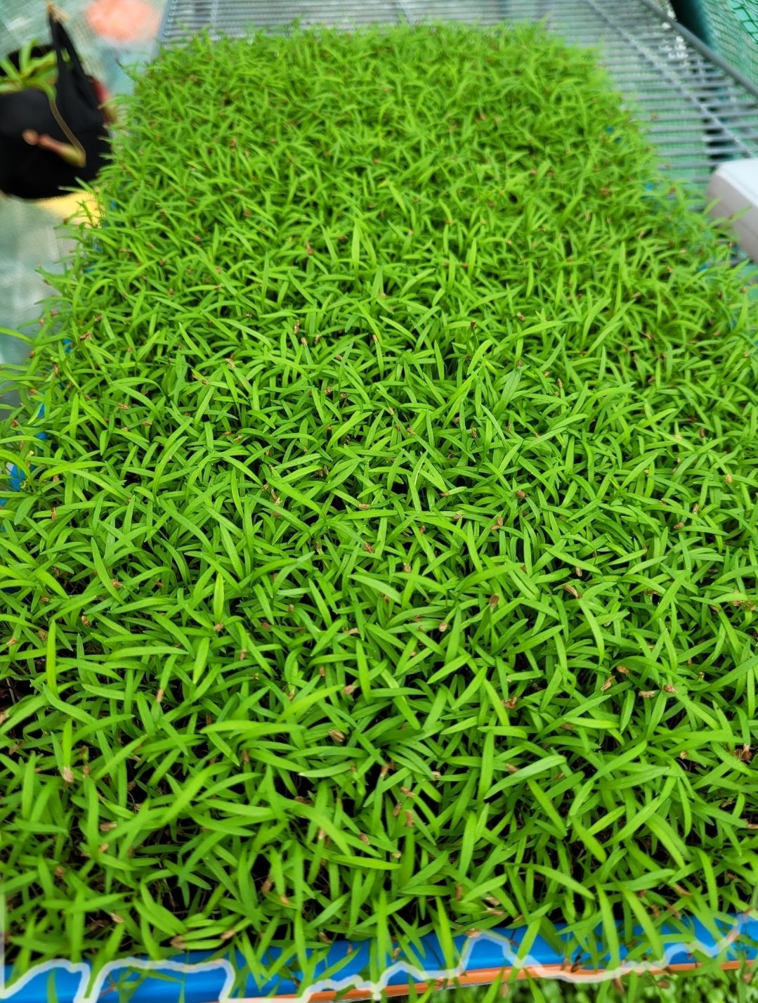 Organic Carrot Microgreens microgreens