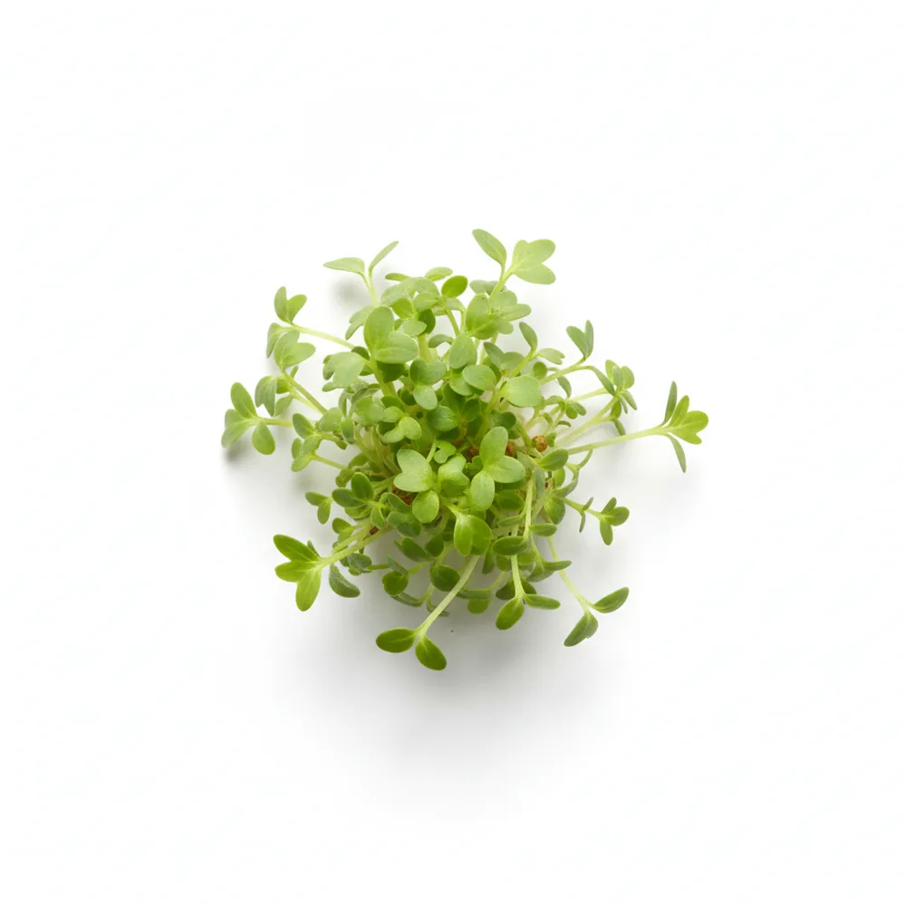 Fresh Celery microgreens