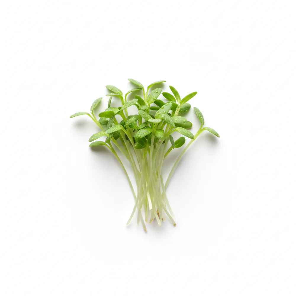 Fresh Chia microgreens