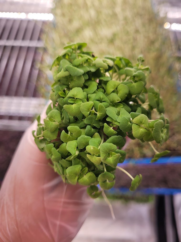 Chia microgreens alternate thumbnail
