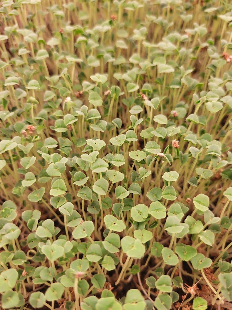 Organic Chia Microgreens microgreens