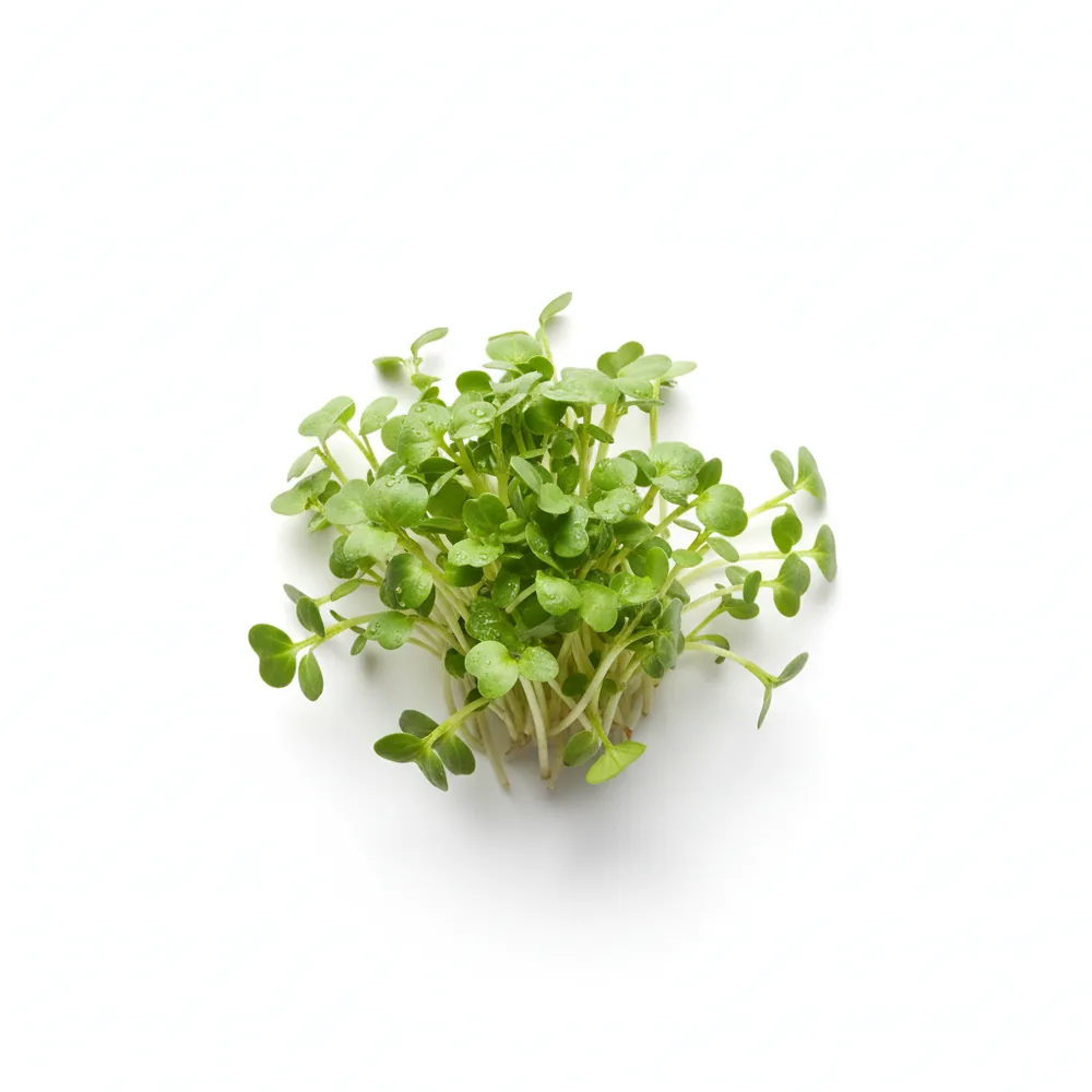 Fresh Cress microgreens