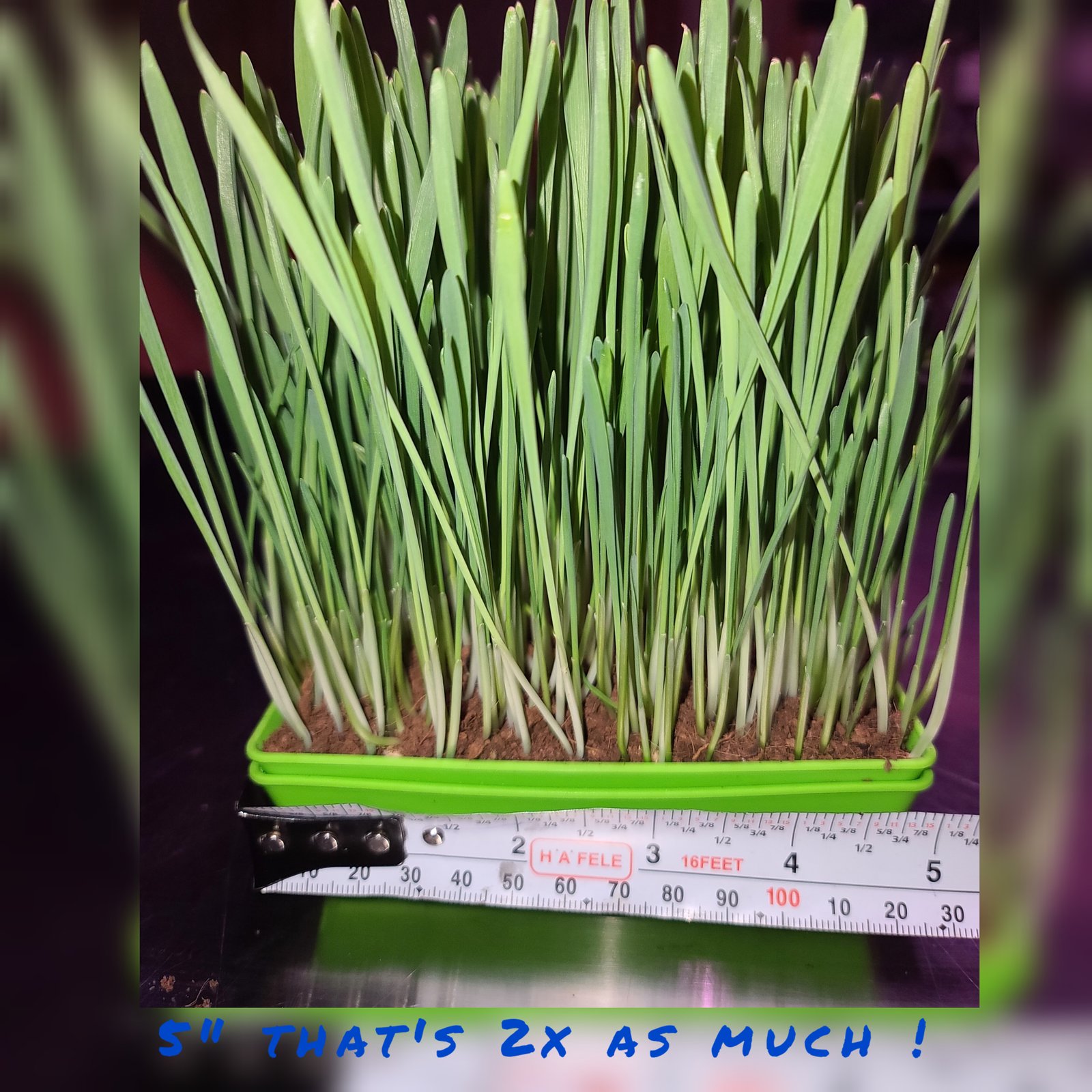 Deluxe organic pet grass