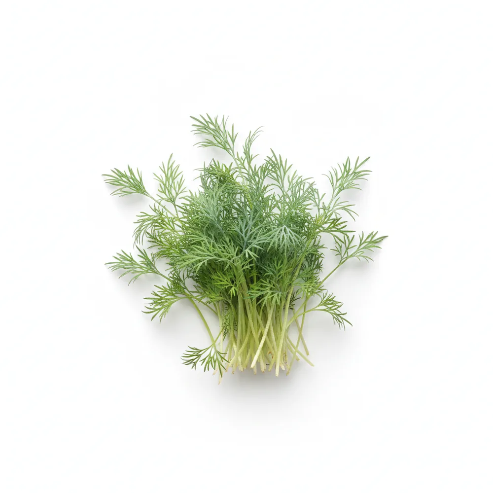 Fresh Dill microgreens