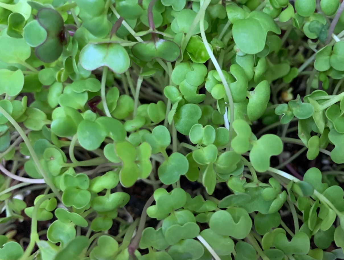 Kale Microgreens