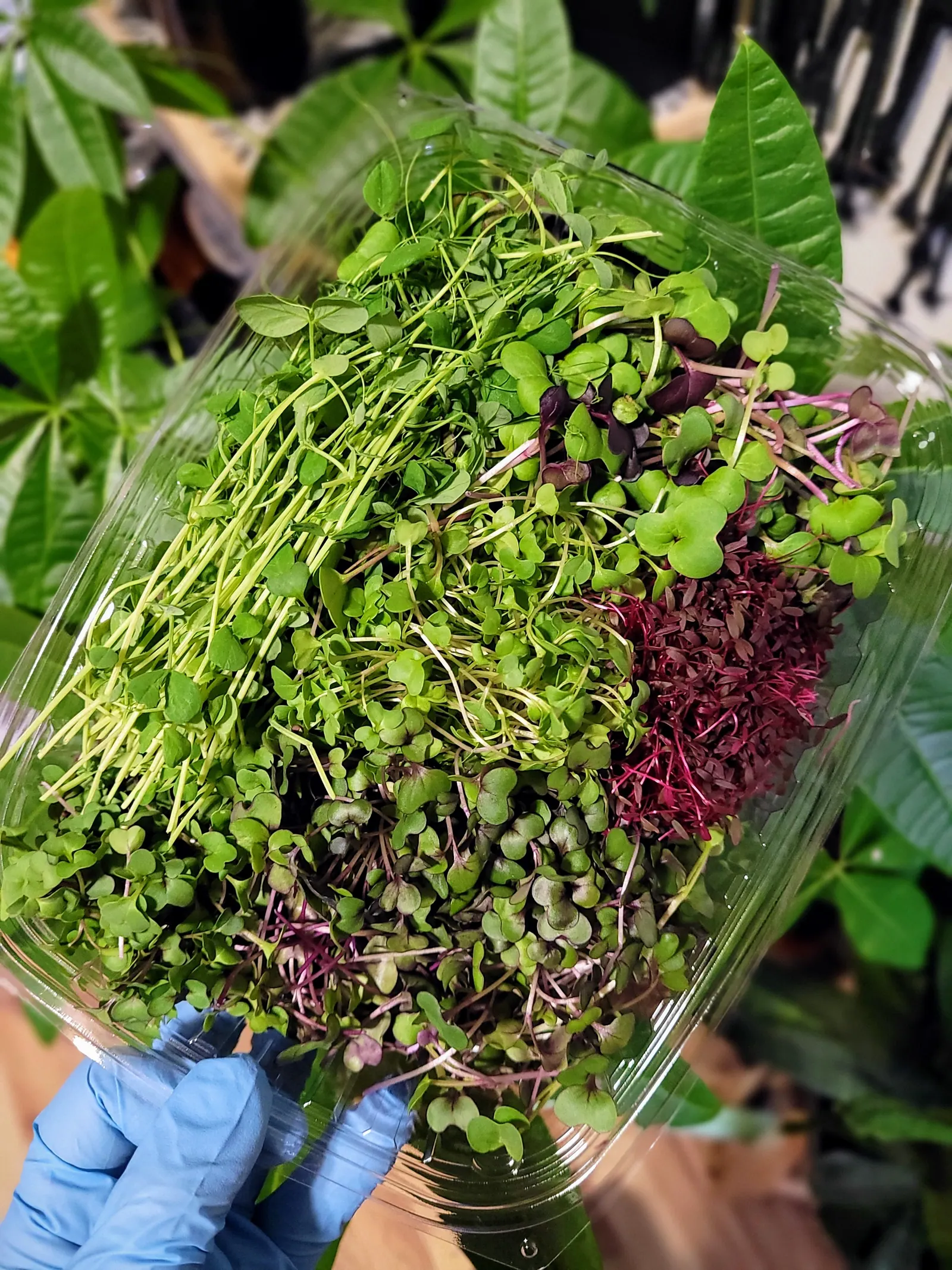 microGREEN FX Farmers Blend pesticide-free microgreens fresh from the tray, SE Pennsylvania