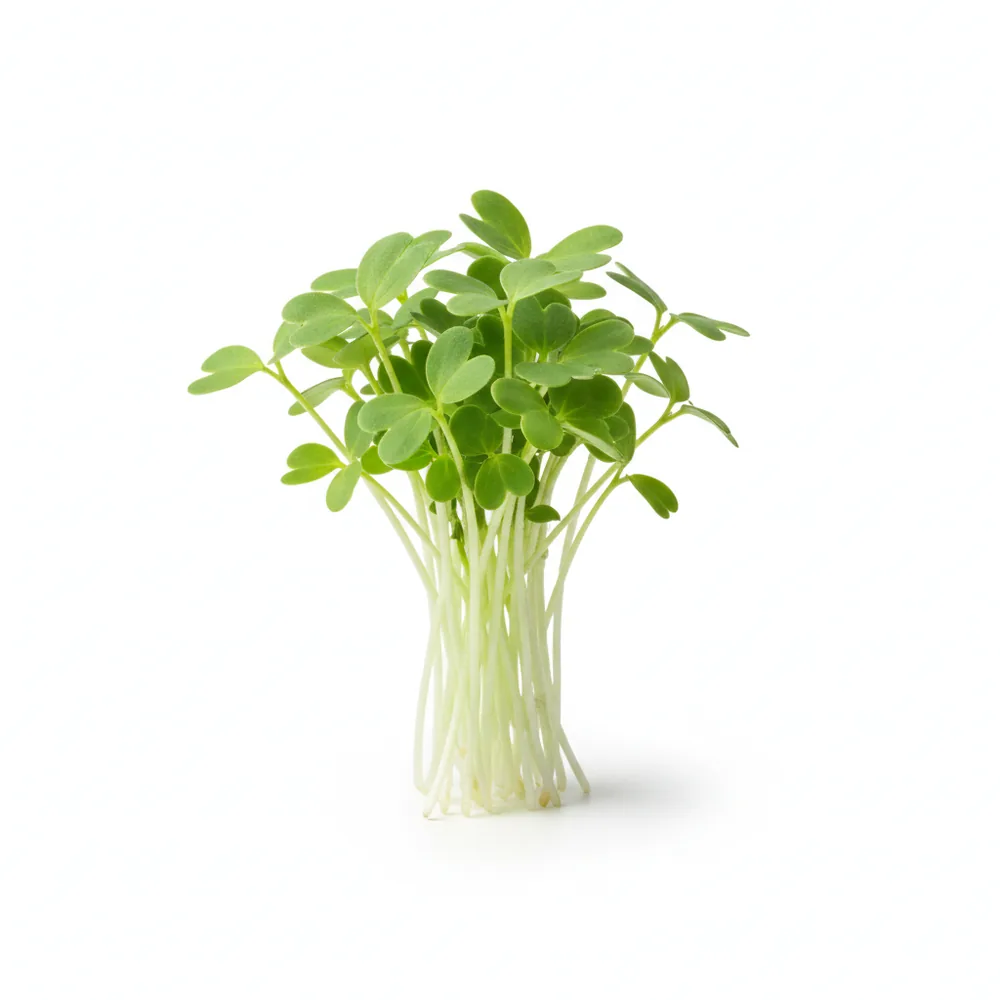 Fresh Fenugreek microgreens