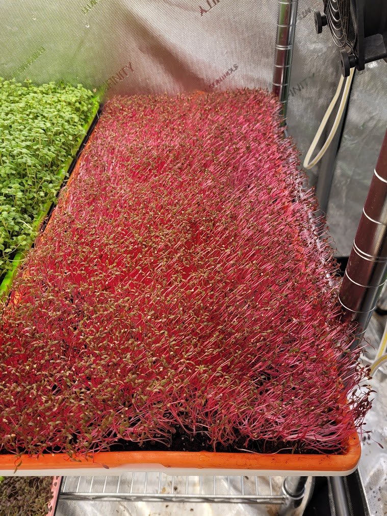 Organic Garnet Red Amaranth microgreens