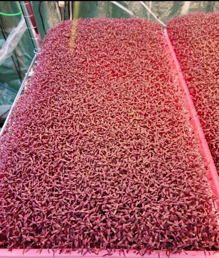 Garnet red amaranth microgreens alternate thumbnail