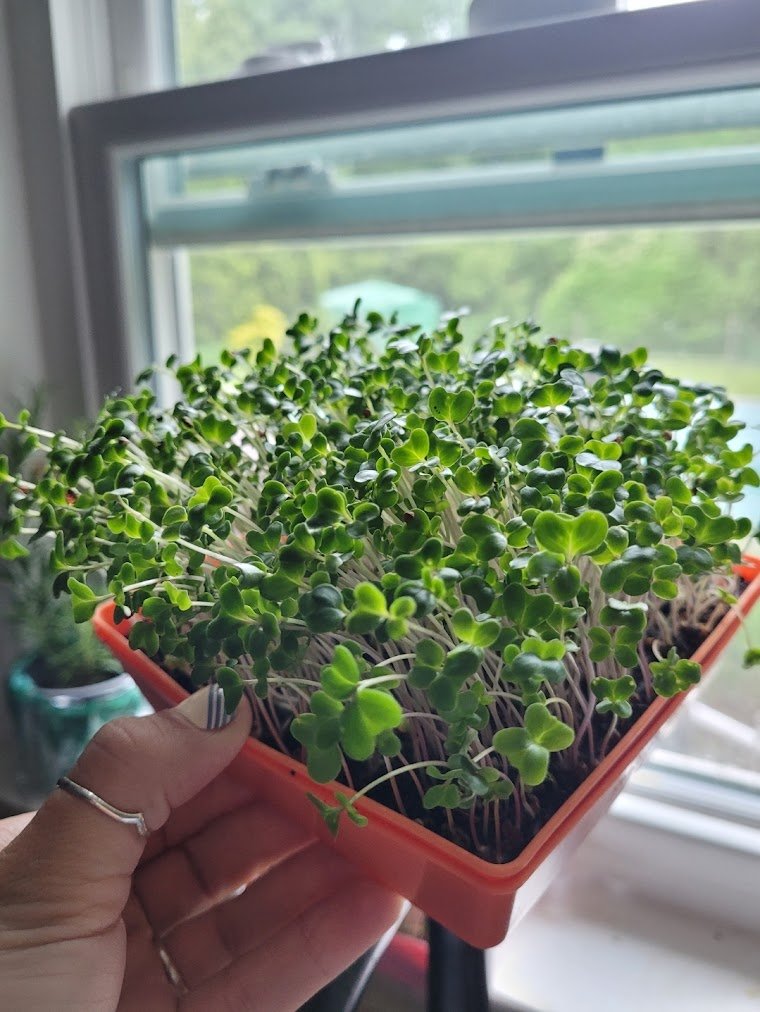 Grow Your Own Kit 🌱