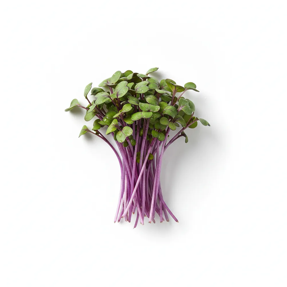 Fresh Kohlrabi microgreens