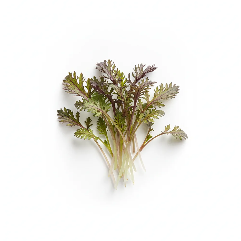 Fresh Red Lace Mustard microgreens