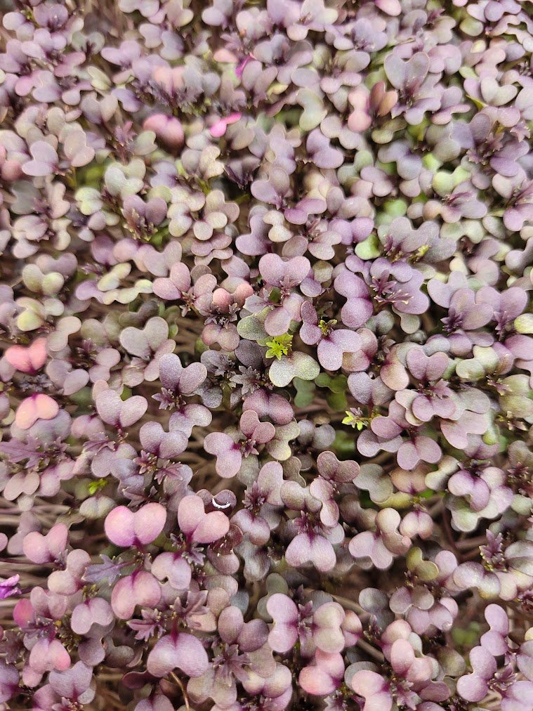 Organic Red Lace Mustard Microgreens microgreens