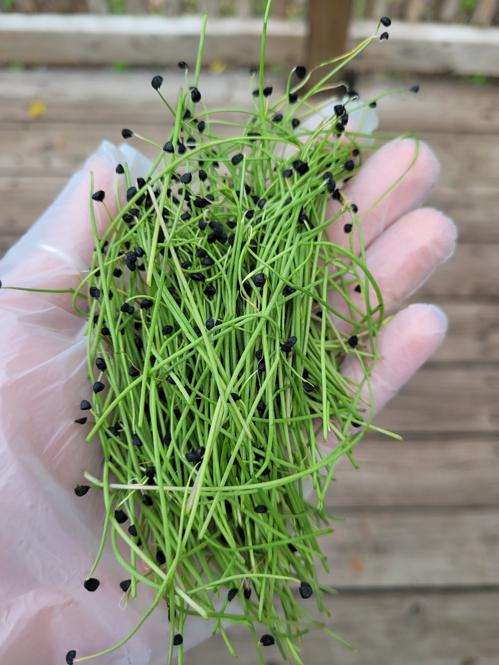 Onion microgreens held in hand showing fresh harvest quality