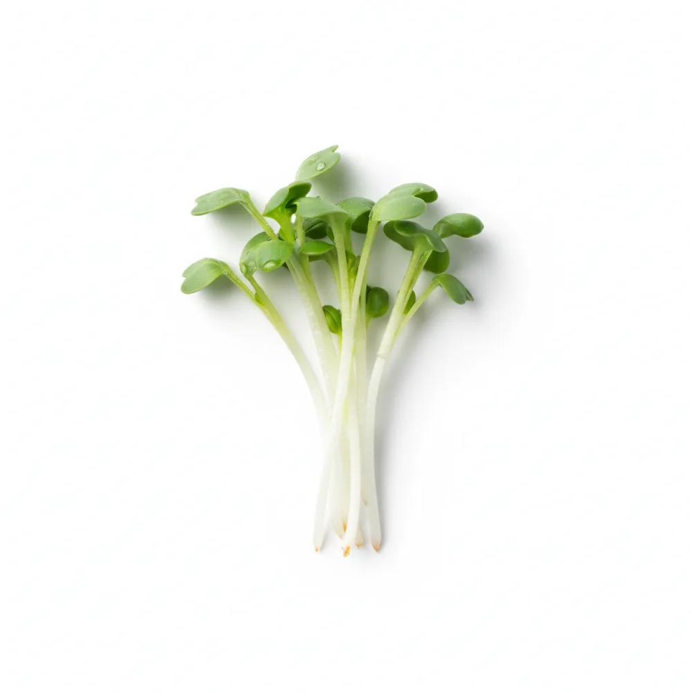 Fresh Pak Choi microgreens