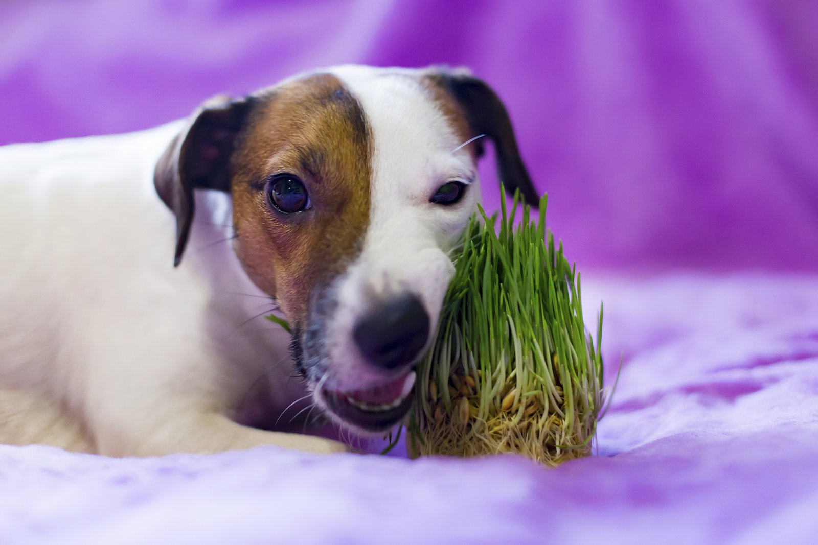 Organic Deluxe Pet Grass
