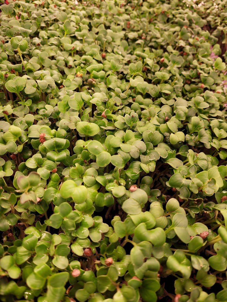 Daikon radish thumbnail