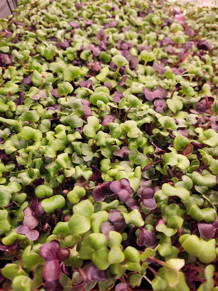 Spicy radish alternate thumbnail