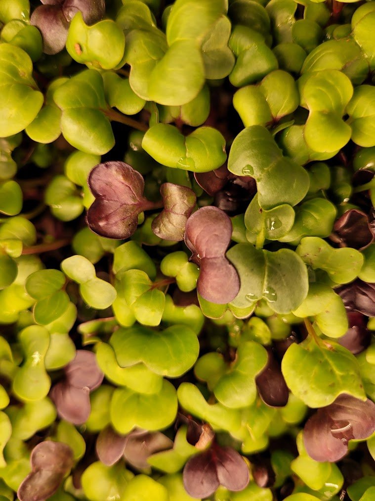 Spicy organic radish thumbnail