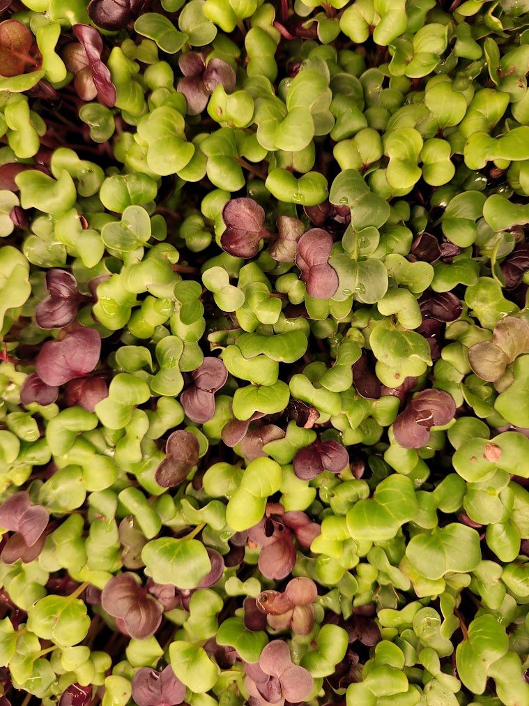 Organic Spicy Radish Microgreens microgreens