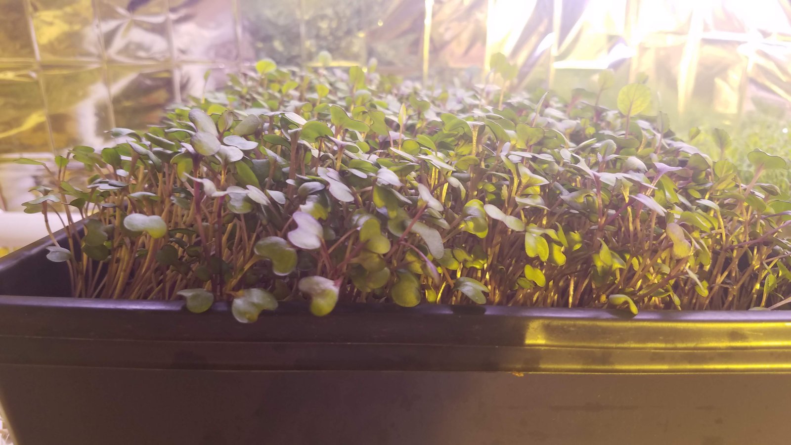 Organic Red Cabbage Microgreens microgreens