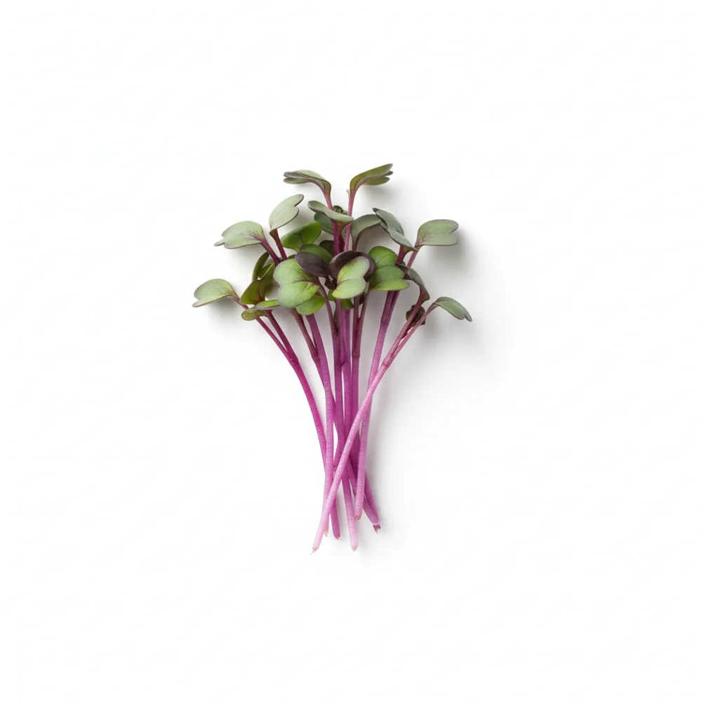 Fresh Red Cabbage microgreens