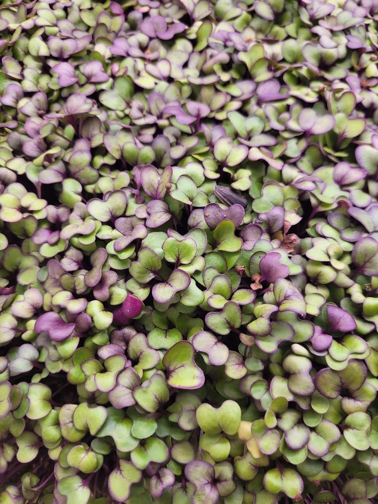 Organic Red Cabbage Microgreens microgreens