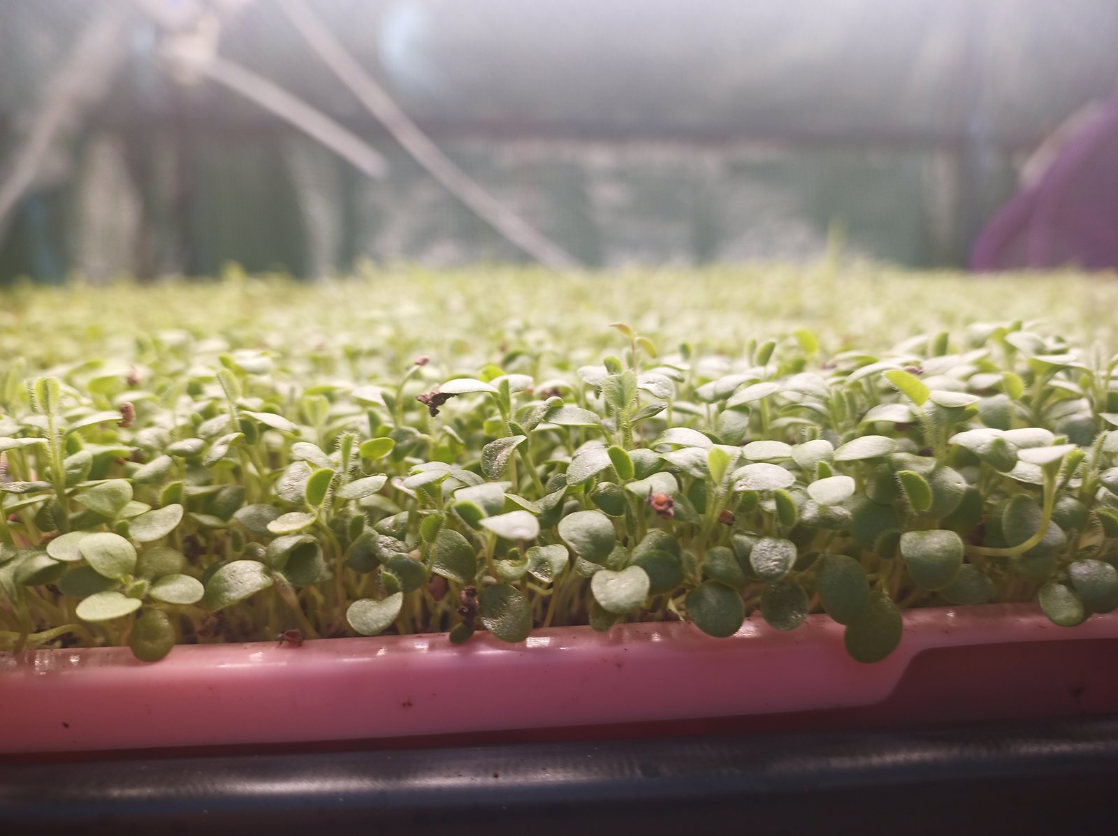 Organic Red Clover Microgreens microgreens