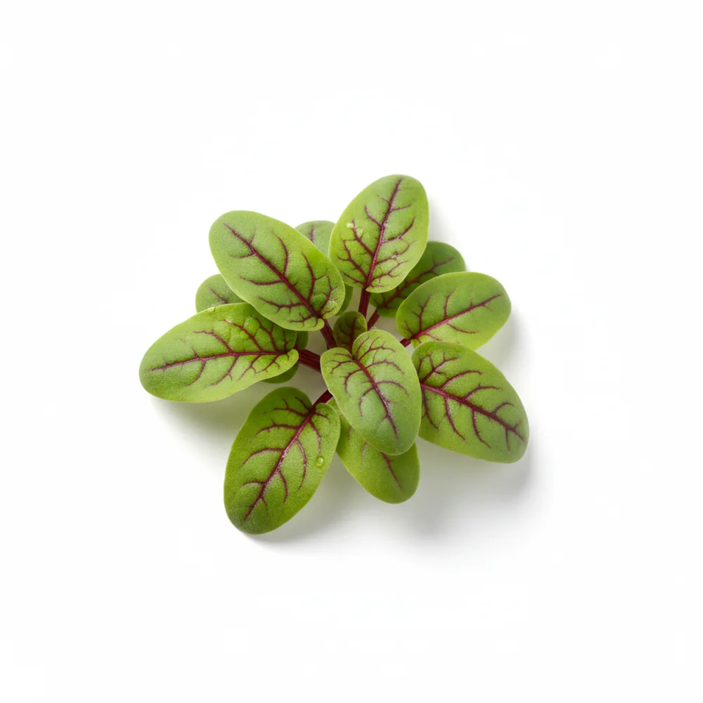 Fresh Sorrel microgreens