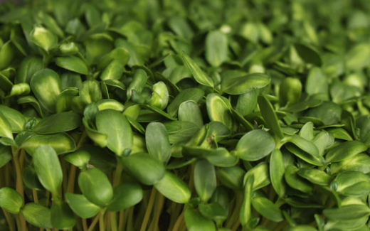Sunflower Microgreens