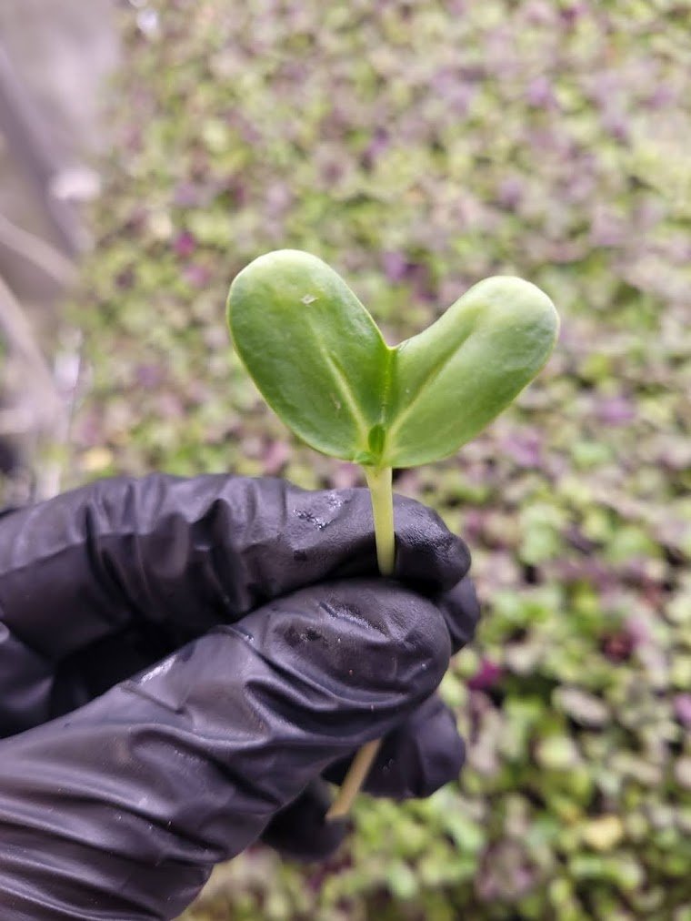 Organic Sunflower Microgreens microgreens