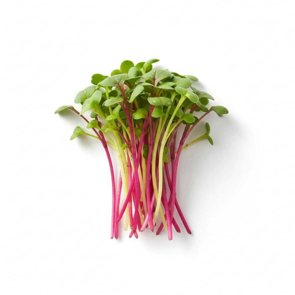 Fresh Swiss Chard microgreens