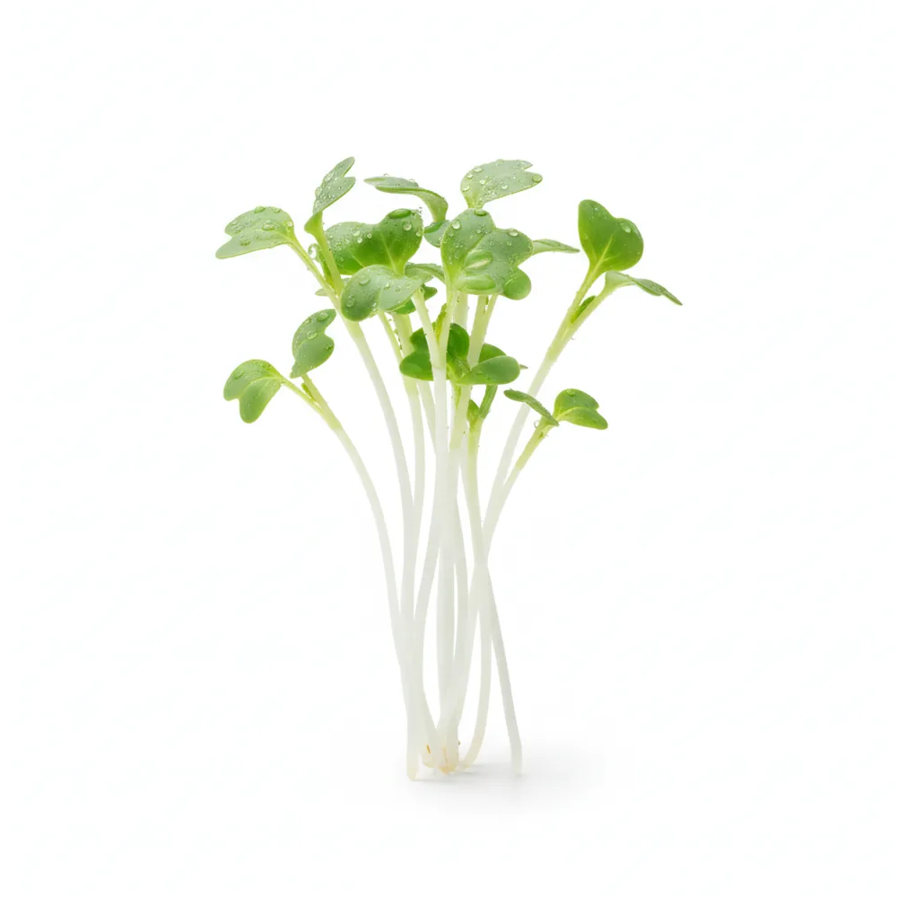 Fresh Turnip microgreens