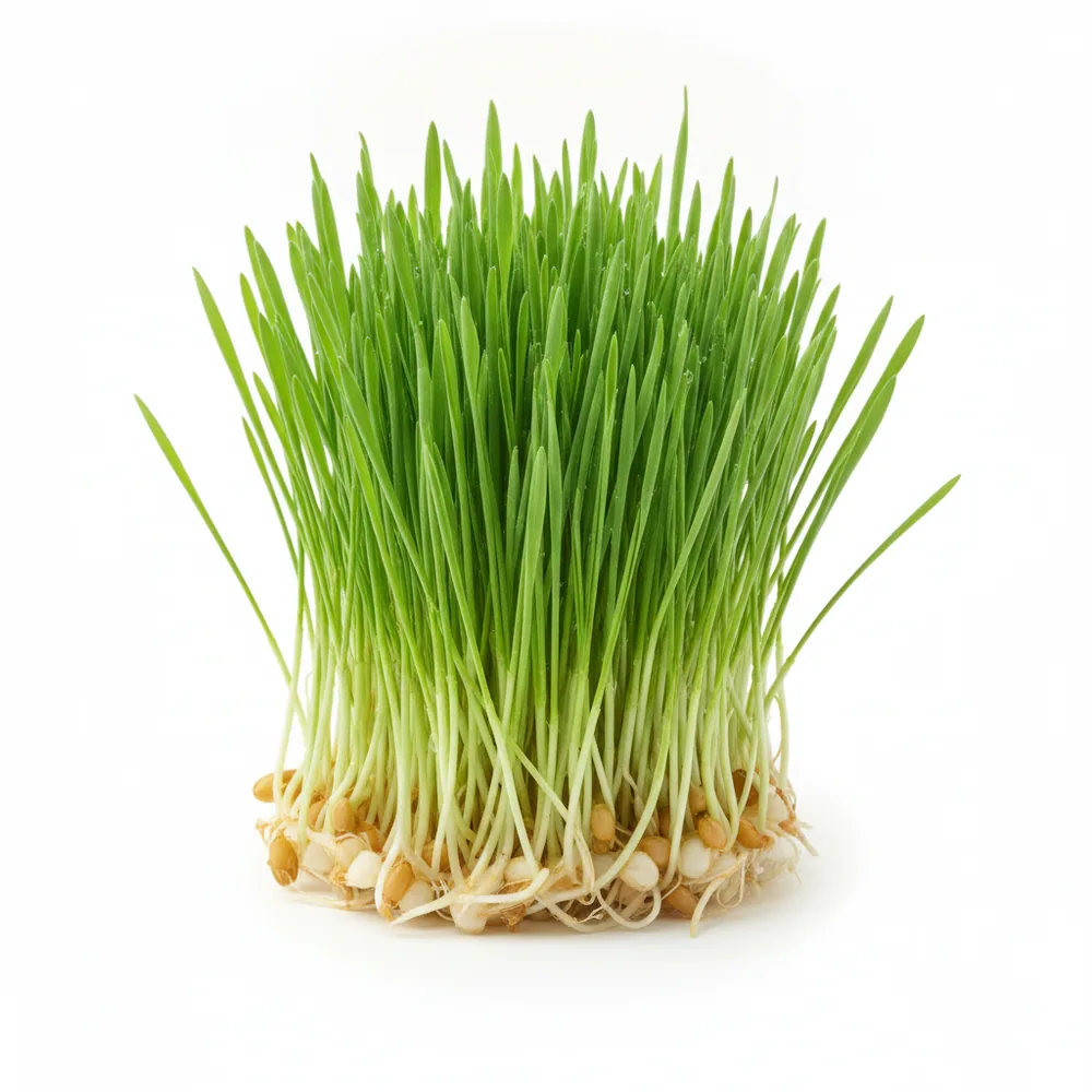 Fresh Wheatgrass microgreens