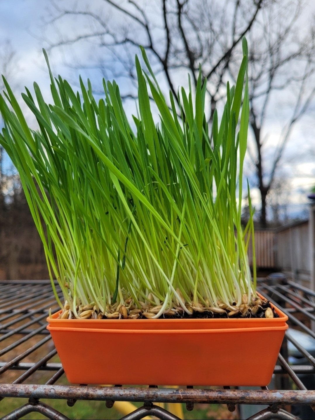 Organic Wheatgrass microgreens